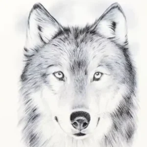 TATOUAGE LOUP RÉALISTE
